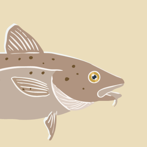 Tegnet torsk som skal symbolisere b&aelig;rekraft i True North 2026